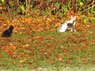 A cat brought up her kittens in front of our window