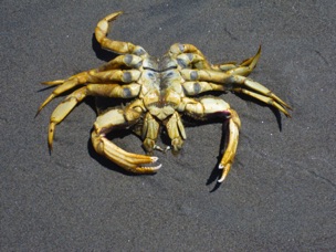 Dead crab