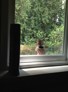 Bird hammering with his beak and waking us up 5 o'clock o'clock in the morning.  <hr>  Dieser Tubbell Vogel Hämmert 5Uhr morgens am unser Fenster.